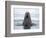 Arctic, Norway, Svalbard. Walrus swimming-Hollice Looney-Framed Photographic Print