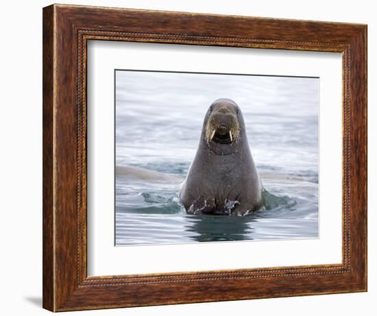 Arctic, Norway, Svalbard. Walrus swimming-Hollice Looney-Framed Photographic Print