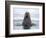 Arctic, Norway, Svalbard. Walrus swimming-Hollice Looney-Framed Photographic Print