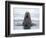 Arctic, Norway, Svalbard. Walrus swimming-Hollice Looney-Framed Photographic Print