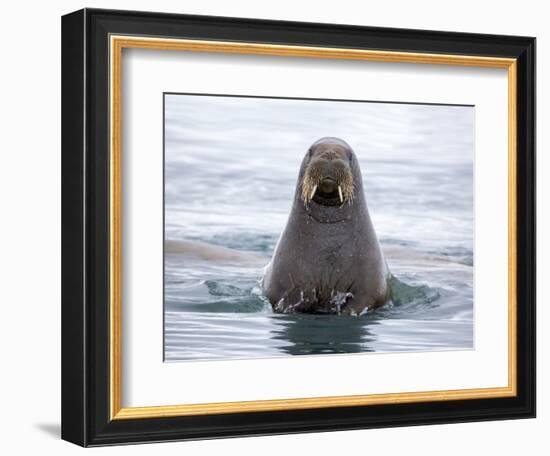 Arctic, Norway, Svalbard. Walrus swimming-Hollice Looney-Framed Photographic Print