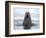 Arctic, Norway, Svalbard. Walrus swimming-Hollice Looney-Framed Photographic Print