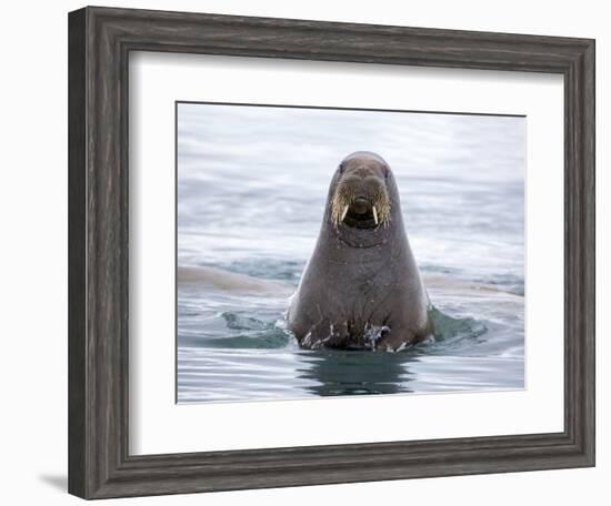 Arctic, Norway, Svalbard. Walrus swimming-Hollice Looney-Framed Premium Photographic Print