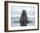 Arctic, Norway, Svalbard. Walrus swimming-Hollice Looney-Framed Premium Photographic Print