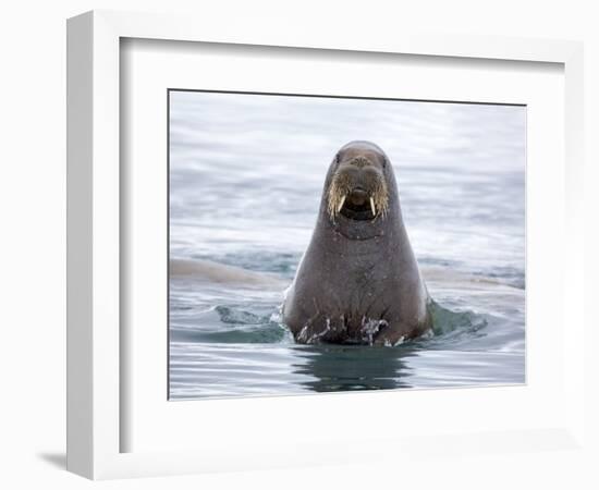 Arctic, Norway, Svalbard. Walrus swimming-Hollice Looney-Framed Premium Photographic Print