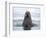 Arctic, Norway, Svalbard. Walrus swimming-Hollice Looney-Framed Premium Photographic Print