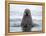 Arctic, Norway, Svalbard. Walrus swimming-Hollice Looney-Framed Premier Image Canvas