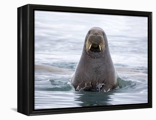 Arctic, Norway, Svalbard. Walrus swimming-Hollice Looney-Framed Premier Image Canvas