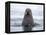 Arctic, Norway, Svalbard. Walrus swimming-Hollice Looney-Framed Premier Image Canvas