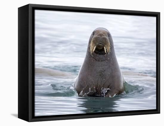 Arctic, Norway, Svalbard. Walrus swimming-Hollice Looney-Framed Premier Image Canvas