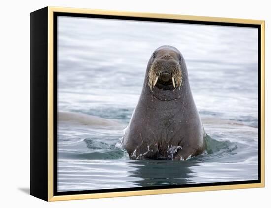 Arctic, Norway, Svalbard. Walrus swimming-Hollice Looney-Framed Premier Image Canvas