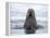 Arctic, Norway, Svalbard. Walrus swimming-Hollice Looney-Framed Premier Image Canvas