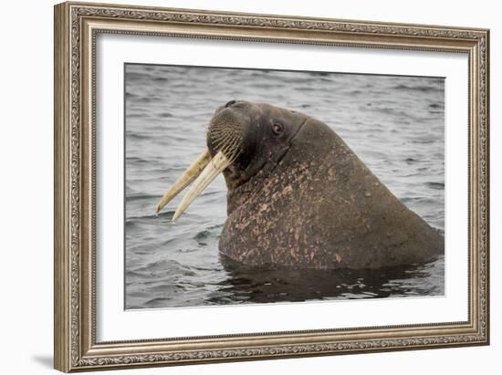 Arctic Ocean, Norway, Svalbard. Close-Up of Walrus in Water-Jaynes Gallery-Framed Photographic Print