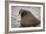 Arctic Ocean, Norway, Svalbard. Close-Up of Walrus in Water-Jaynes Gallery-Framed Photographic Print