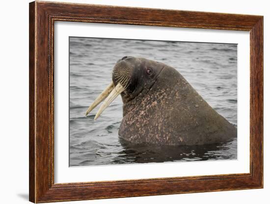 Arctic Ocean, Norway, Svalbard. Close-Up of Walrus in Water-Jaynes Gallery-Framed Photographic Print