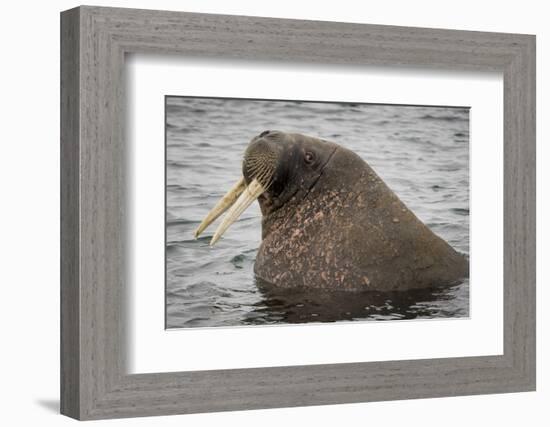 Arctic Ocean, Norway, Svalbard. Close-Up of Walrus in Water-Jaynes Gallery-Framed Photographic Print