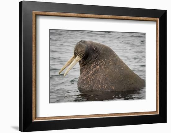 Arctic Ocean, Norway, Svalbard. Close-Up of Walrus in Water-Jaynes Gallery-Framed Photographic Print