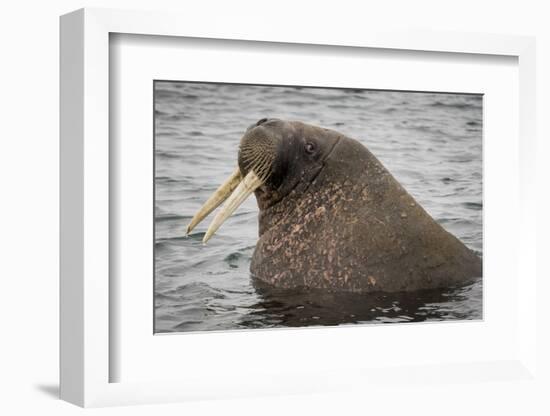 Arctic Ocean, Norway, Svalbard. Close-Up of Walrus in Water-Jaynes Gallery-Framed Photographic Print