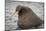 Arctic Ocean, Norway, Svalbard. Close-Up of Walrus in Water-Jaynes Gallery-Mounted Photographic Print