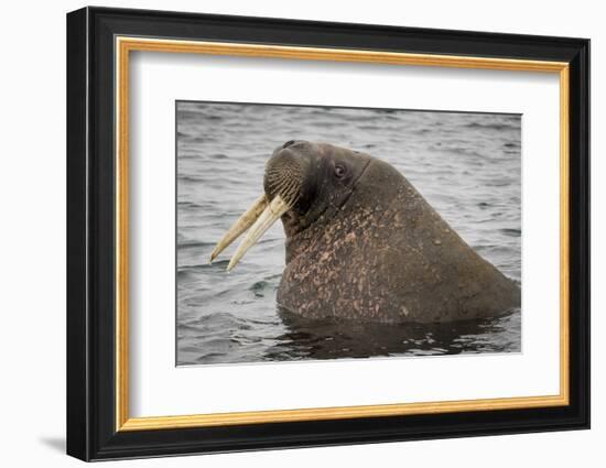 Arctic Ocean, Norway, Svalbard. Close-Up of Walrus in Water-Jaynes Gallery-Framed Photographic Print