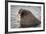 Arctic Ocean, Norway, Svalbard. Close-Up of Walrus in Water-Jaynes Gallery-Framed Photographic Print