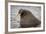 Arctic Ocean, Norway, Svalbard. Close-Up of Walrus in Water-Jaynes Gallery-Framed Photographic Print