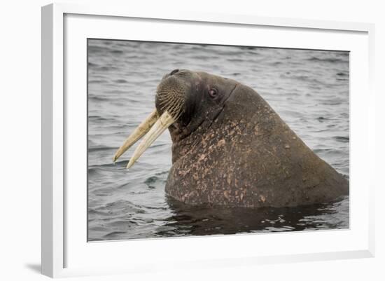 Arctic Ocean, Norway, Svalbard. Close-Up of Walrus in Water-Jaynes Gallery-Framed Photographic Print