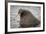 Arctic Ocean, Norway, Svalbard. Close-Up of Walrus in Water-Jaynes Gallery-Framed Photographic Print