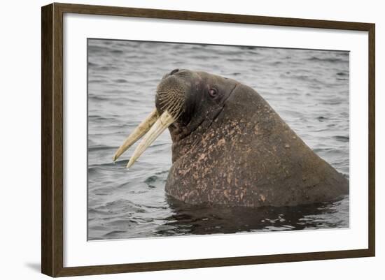 Arctic Ocean, Norway, Svalbard. Close-Up of Walrus in Water-Jaynes Gallery-Framed Photographic Print