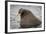 Arctic Ocean, Norway, Svalbard. Close-Up of Walrus in Water-Jaynes Gallery-Framed Photographic Print