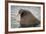 Arctic Ocean, Norway, Svalbard. Close-Up of Walrus in Water-Jaynes Gallery-Framed Photographic Print