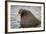 Arctic Ocean, Norway, Svalbard. Close-Up of Walrus in Water-Jaynes Gallery-Framed Photographic Print