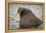 Arctic Ocean, Norway, Svalbard. Close-Up of Walrus in Water-Jaynes Gallery-Framed Premier Image Canvas