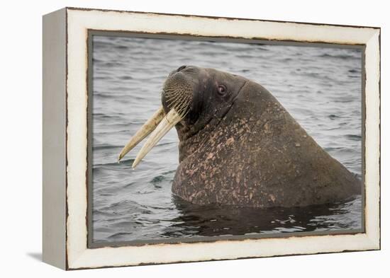 Arctic Ocean, Norway, Svalbard. Close-Up of Walrus in Water-Jaynes Gallery-Framed Premier Image Canvas