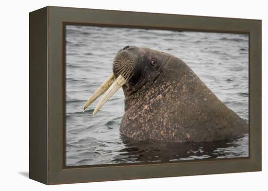 Arctic Ocean, Norway, Svalbard. Close-Up of Walrus in Water-Jaynes Gallery-Framed Premier Image Canvas