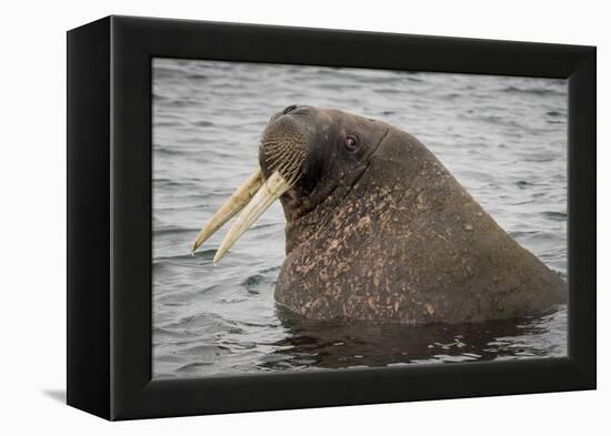 Arctic Ocean, Norway, Svalbard. Close-Up of Walrus in Water-Jaynes Gallery-Framed Premier Image Canvas