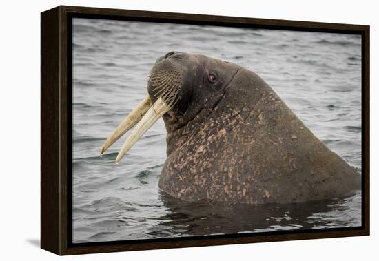 Arctic Ocean, Norway, Svalbard. Close-Up of Walrus in Water-Jaynes Gallery-Framed Premier Image Canvas