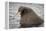 Arctic Ocean, Norway, Svalbard. Close-Up of Walrus in Water-Jaynes Gallery-Framed Premier Image Canvas