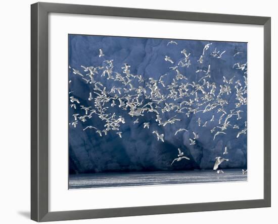 Arctic Ocean, Norway, Svalbard. Flying Kittiwake Birds and Glacier Face-Jaynes Gallery-Framed Photographic Print