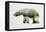 Arctic Polar Bear-Davies Babies-Framed Stretched Canvas