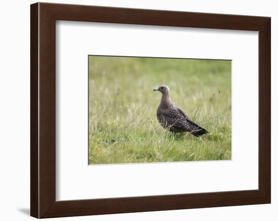 Arctic skua, Stercorarius parasiticus, juvenil plumage-olbor-Framed Photographic Print