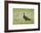 Arctic skua, Stercorarius parasiticus, juvenil plumage-olbor-Framed Photographic Print