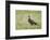 Arctic skua, Stercorarius parasiticus, juvenil plumage-olbor-Framed Photographic Print