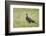 Arctic skua, Stercorarius parasiticus, juvenil plumage-olbor-Framed Photographic Print