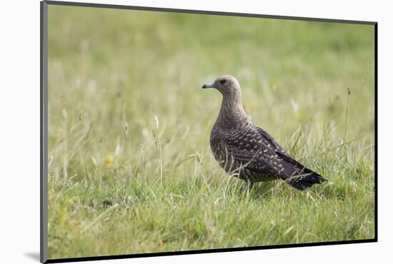 Arctic skua, Stercorarius parasiticus, juvenil plumage-olbor-Mounted Photographic Print