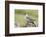 Arctic skua, Stercorarius parasiticus-olbor-Framed Photographic Print