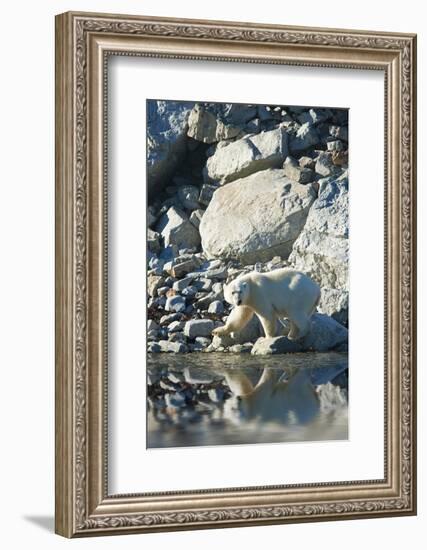 Arctic, Svalbard. Polar Bear Female and Reflection-David Slater-Framed Photographic Print