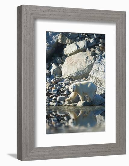 Arctic, Svalbard. Polar Bear Female and Reflection-David Slater-Framed Photographic Print