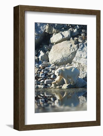 Arctic, Svalbard. Polar Bear Female and Reflection-David Slater-Framed Photographic Print