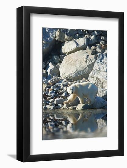 Arctic, Svalbard. Polar Bear Female and Reflection-David Slater-Framed Photographic Print